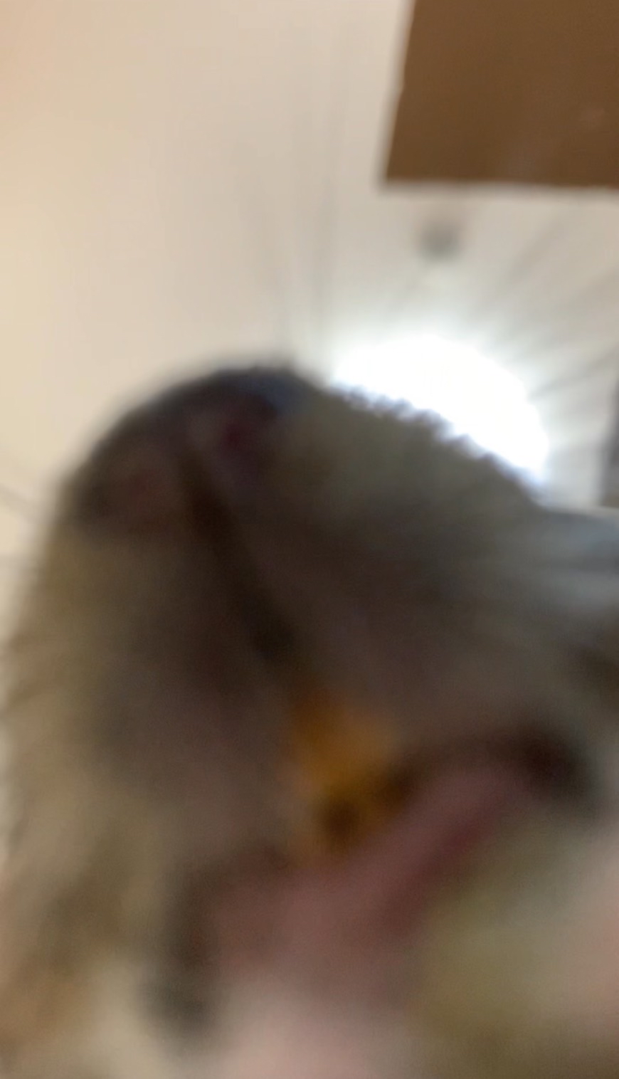 デグー様の下からのアングルが見たいです🐭