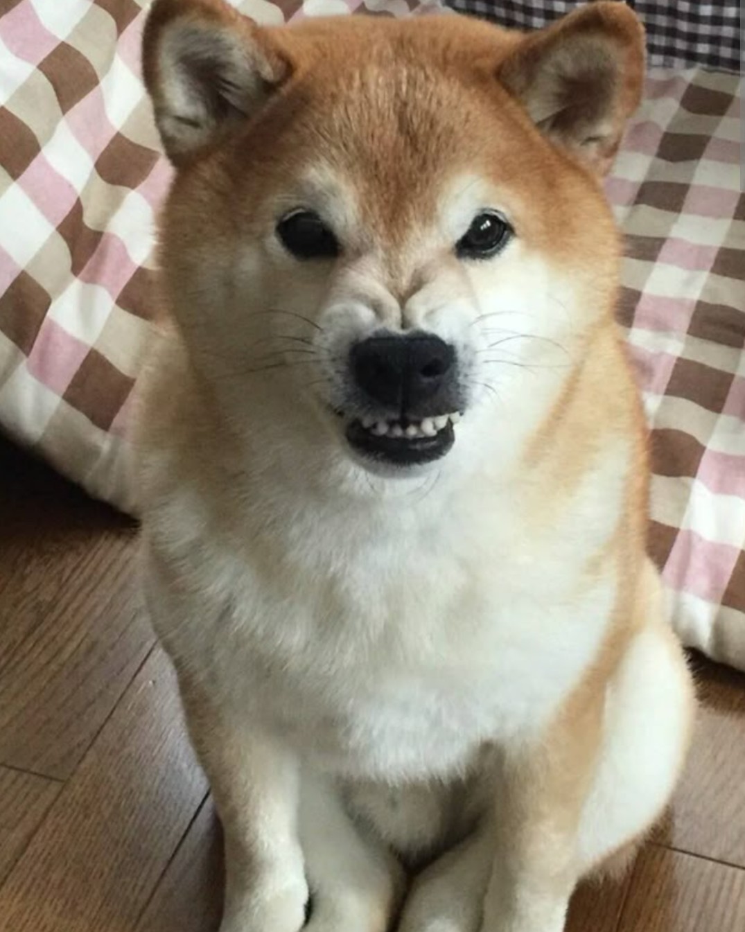 この犬何に威嚇してる?
