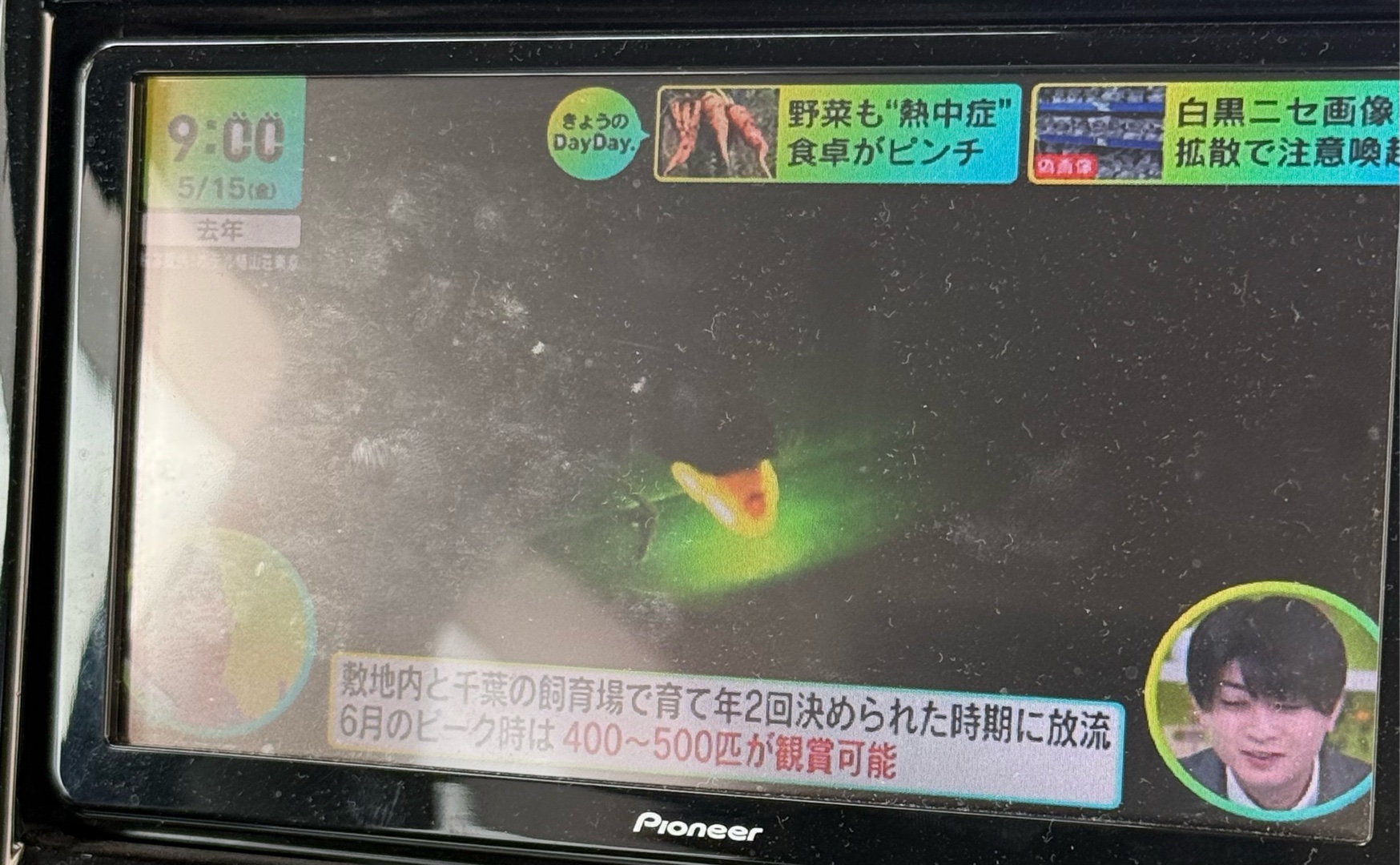 蛍、見た事ある？(^^)