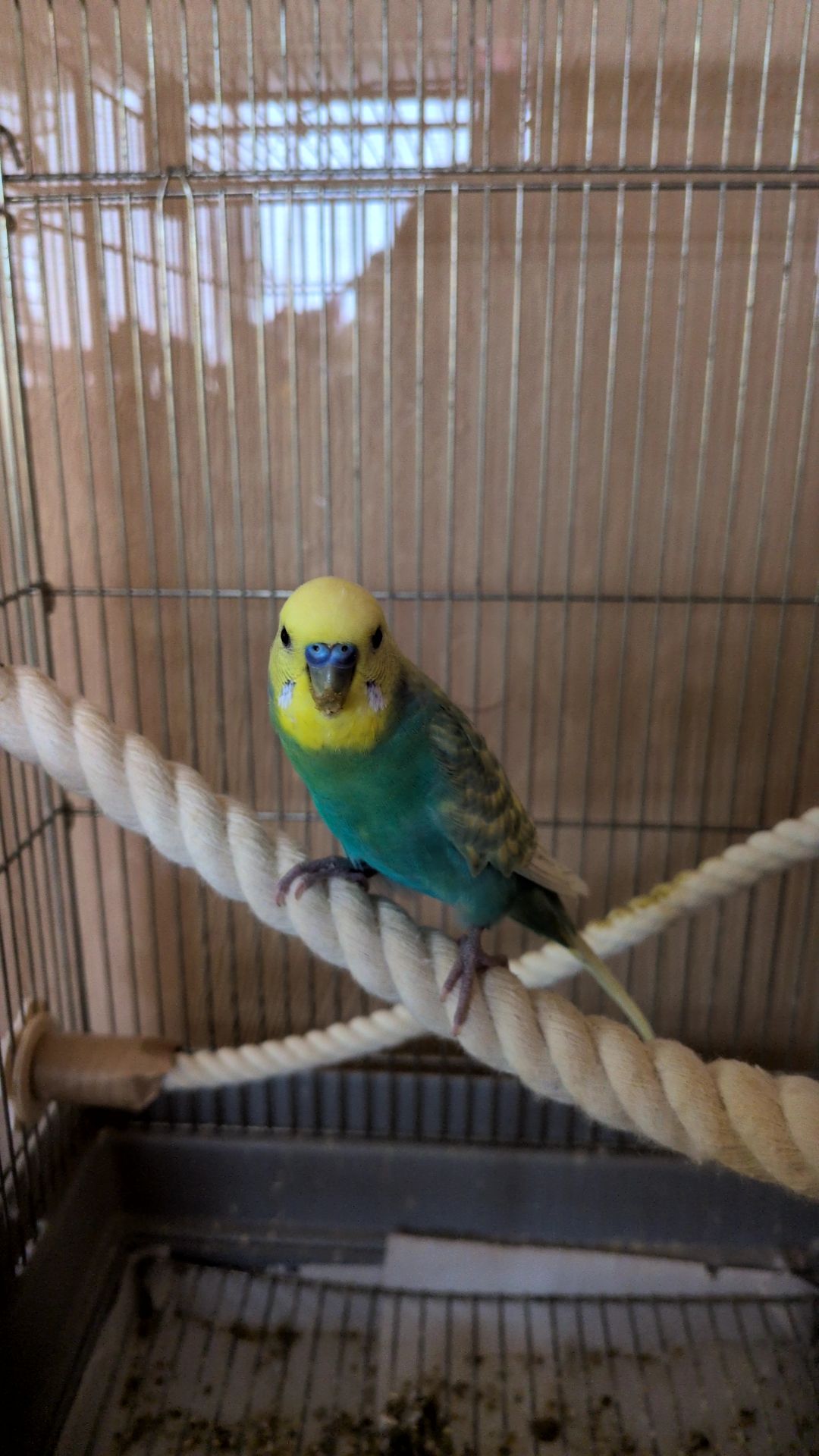 セキセイインコ♂の発情抑制について(本文へ)
