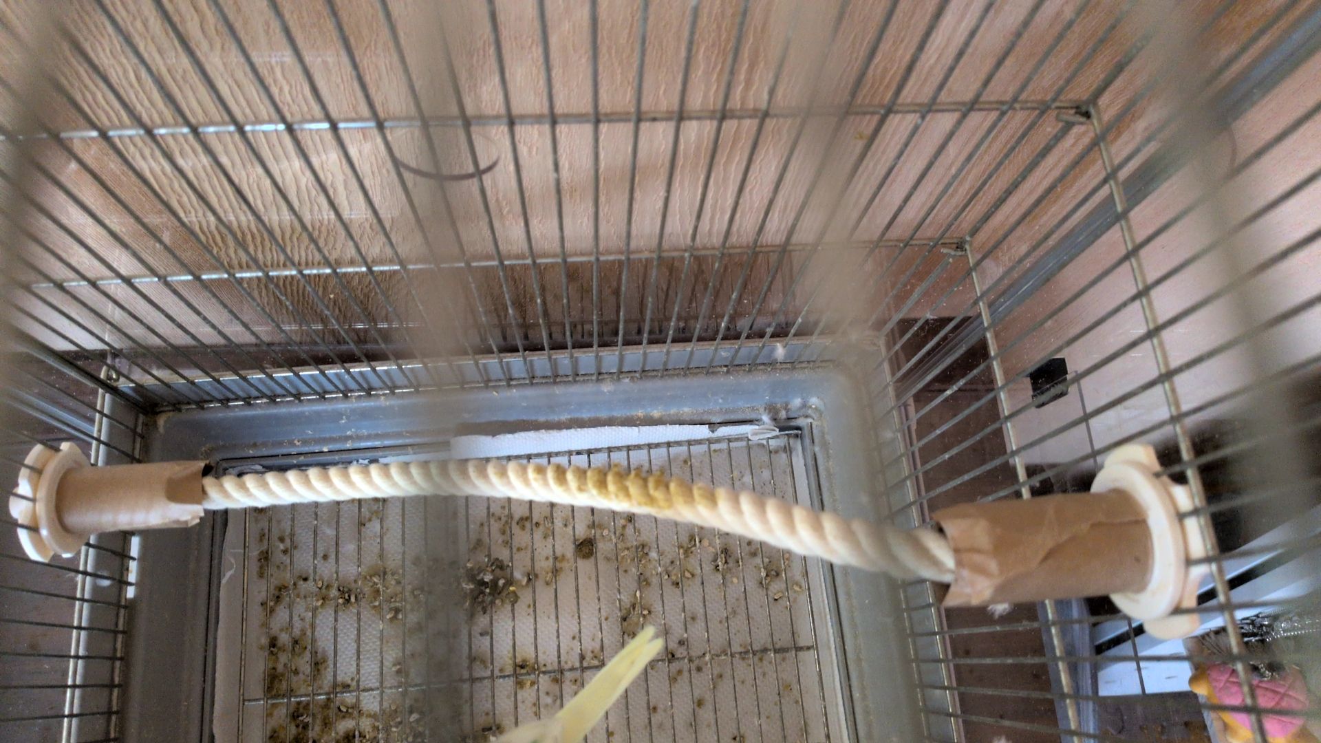 セキセイインコ♂の発情抑制について(本文へ)