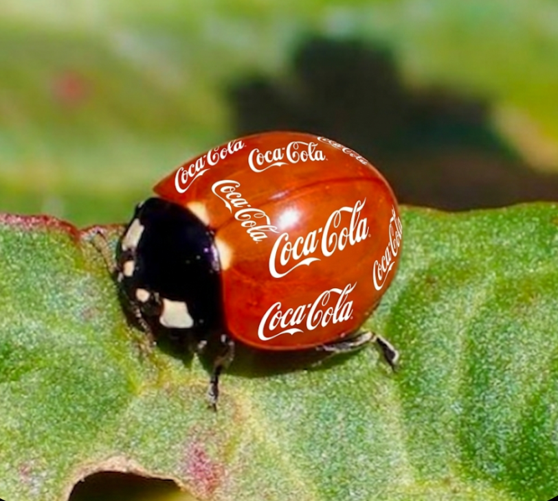 新種のてんとう虫が発見されました！この、てんとう虫の名前は？