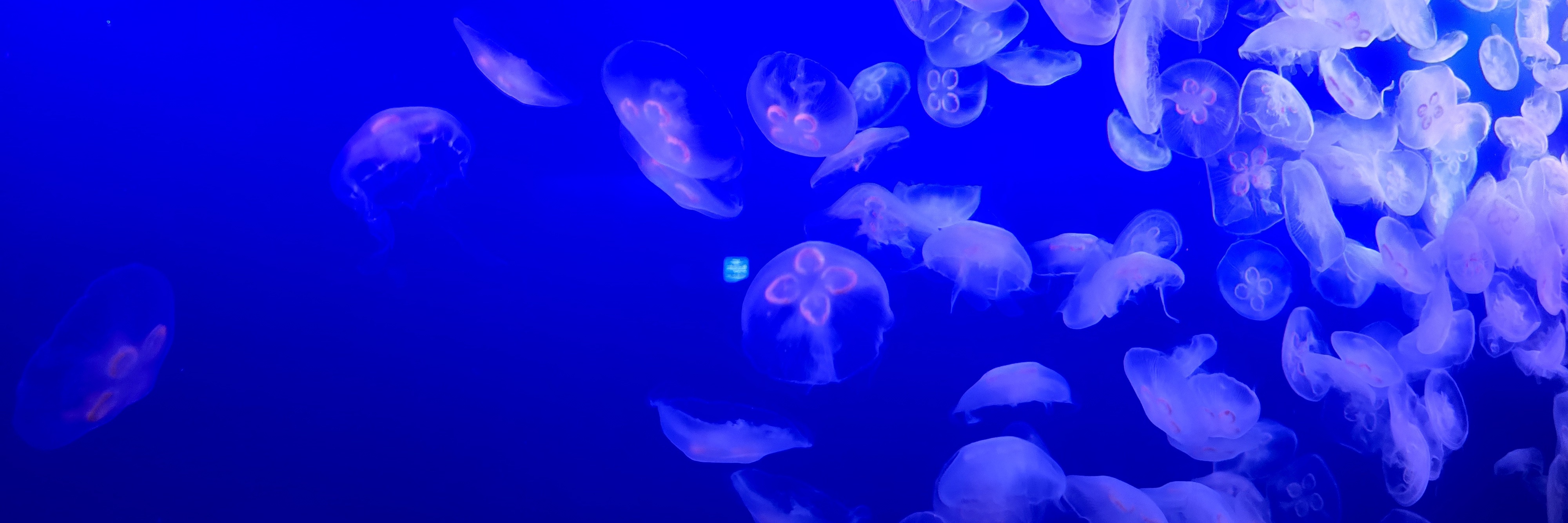 推し水族館・動物園を教えてください！