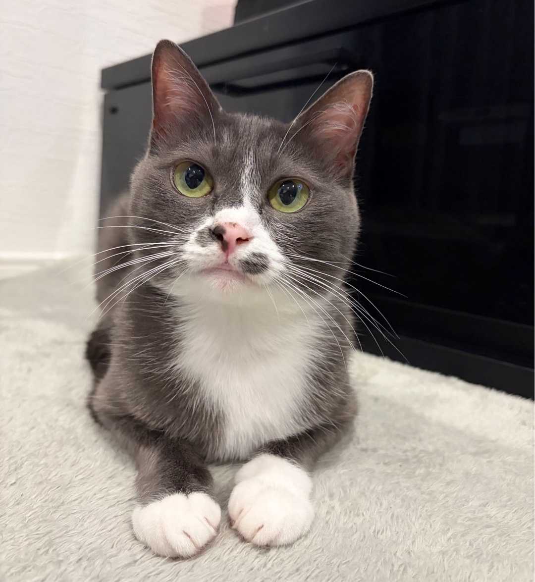 猫ちゃんのキッチン侵入対策を教えてください🙏参考にしたいです。こちらはうちの天使です👼