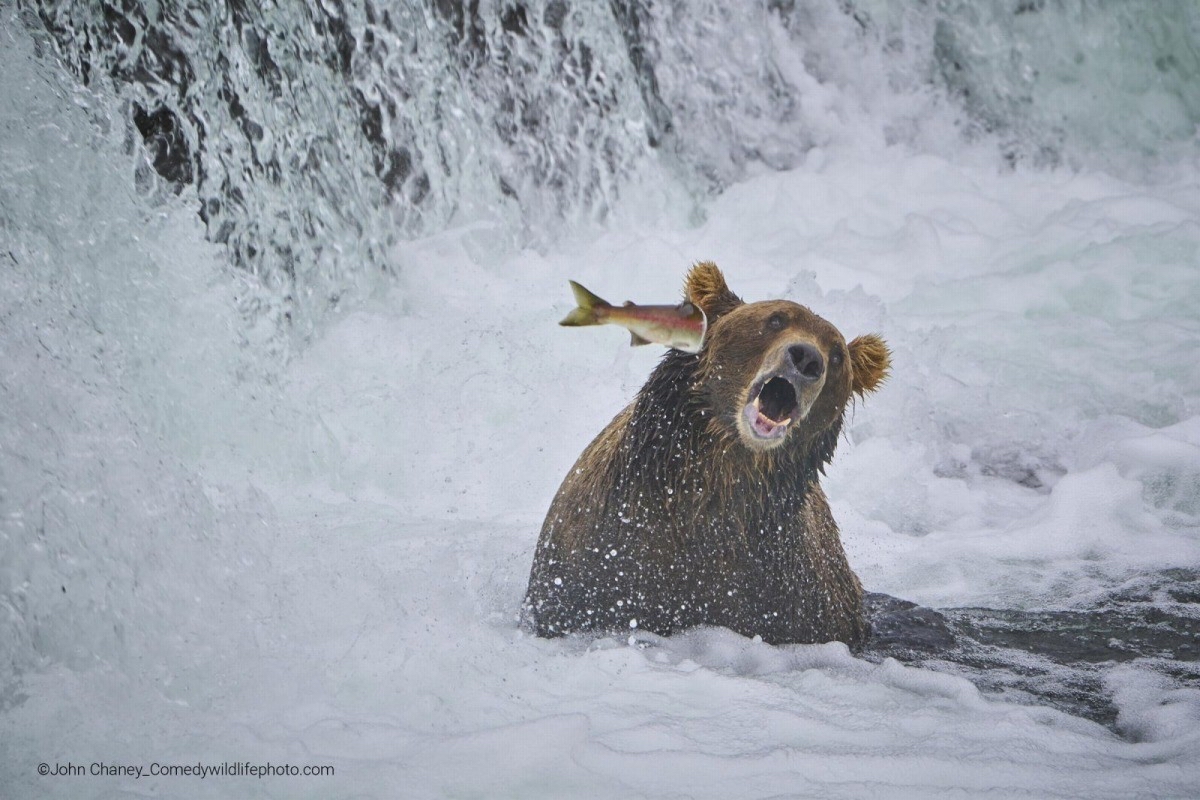 クマった！鮭が突っ込んできた！鮭の気持ちを述べよ