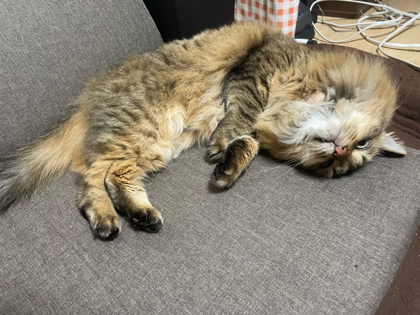 最近のうちの子写真みせて〜〜！