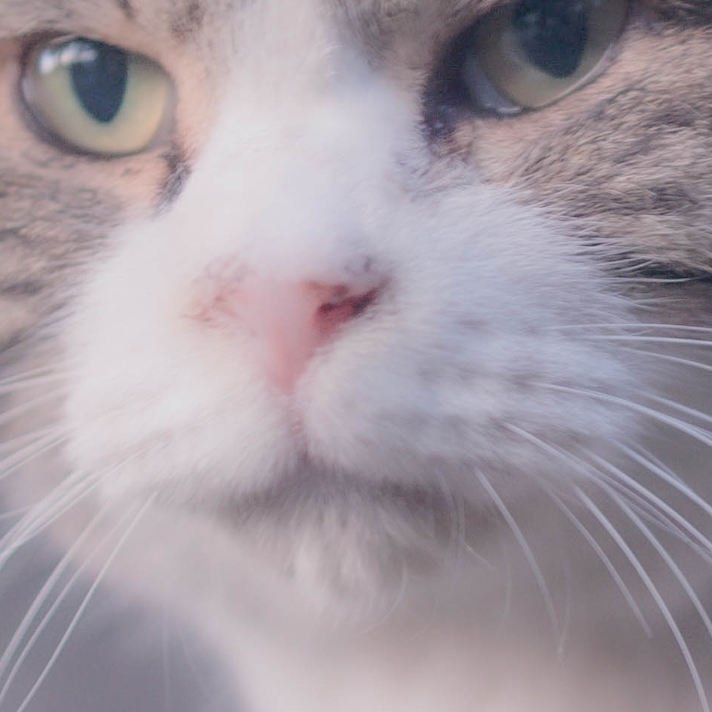 あなたの好きな猫の部位の写真貼って！
