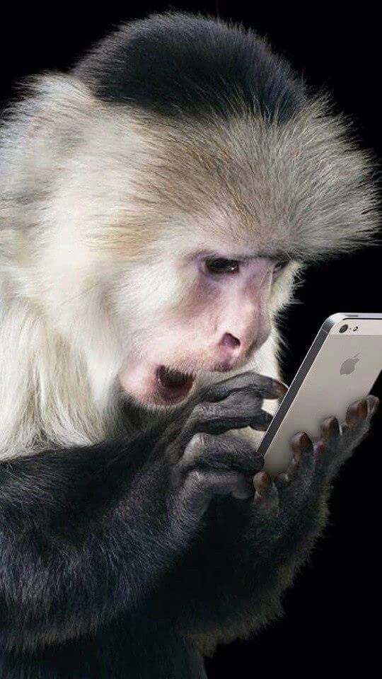 【画面で一言】猿とスマホ
