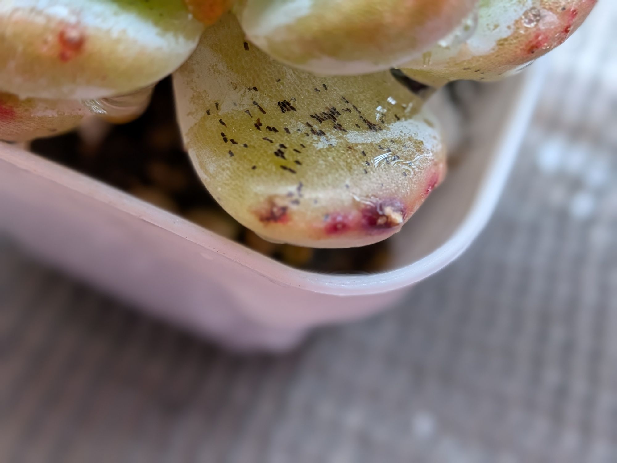 これは虫による被害ですか？