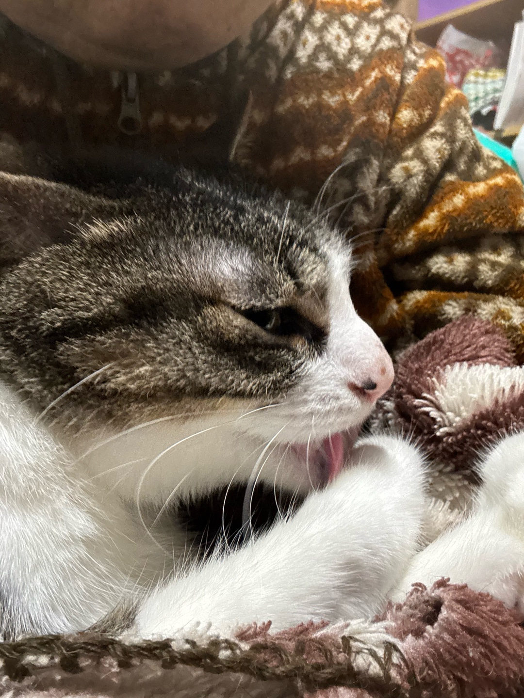 猫を飼われてる方に質問です