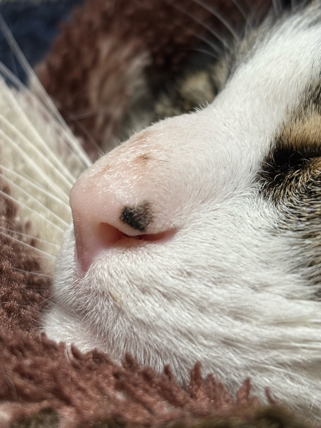猫を飼われてる方に質問です