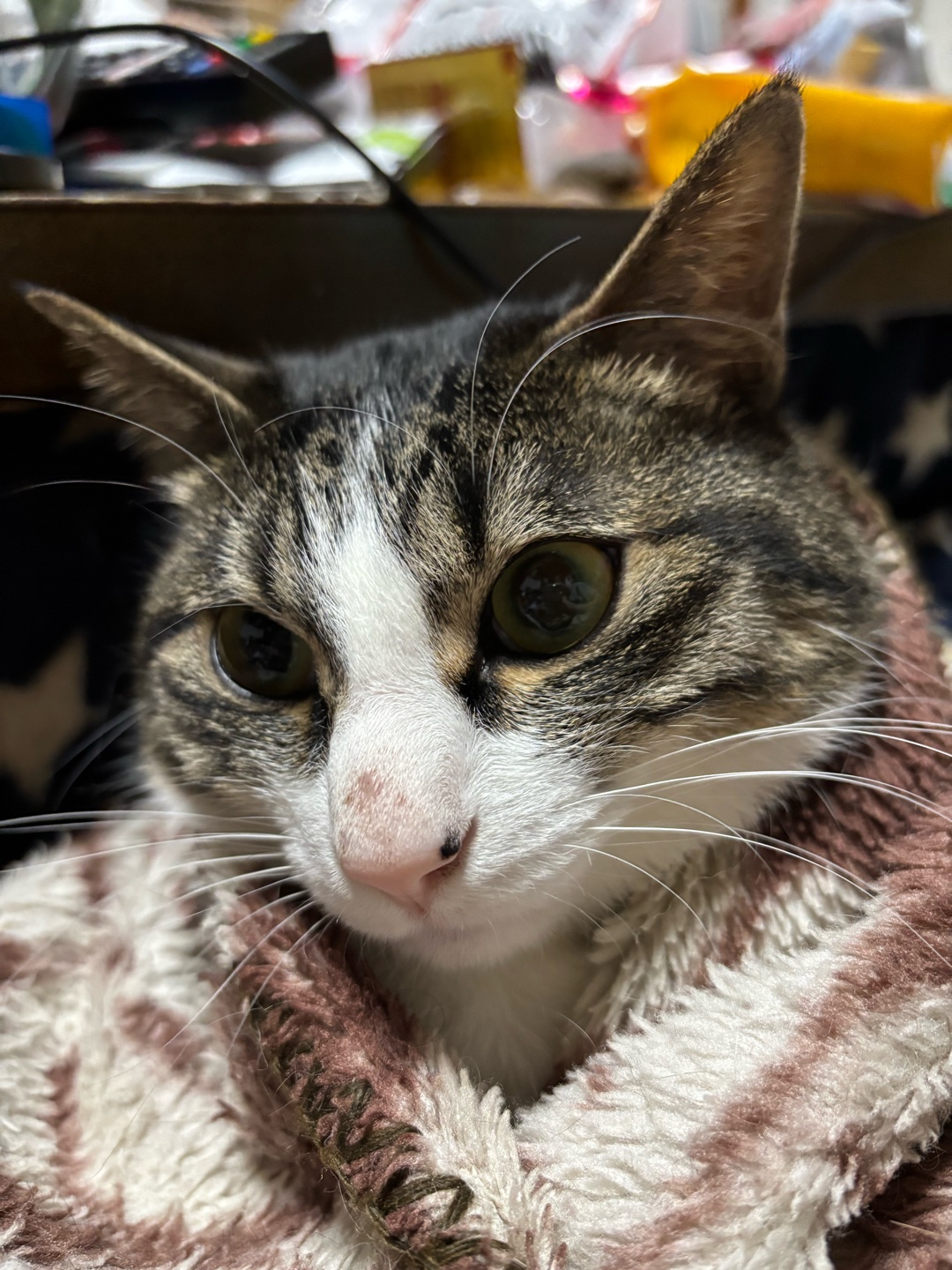 猫を飼われてる方に質問です