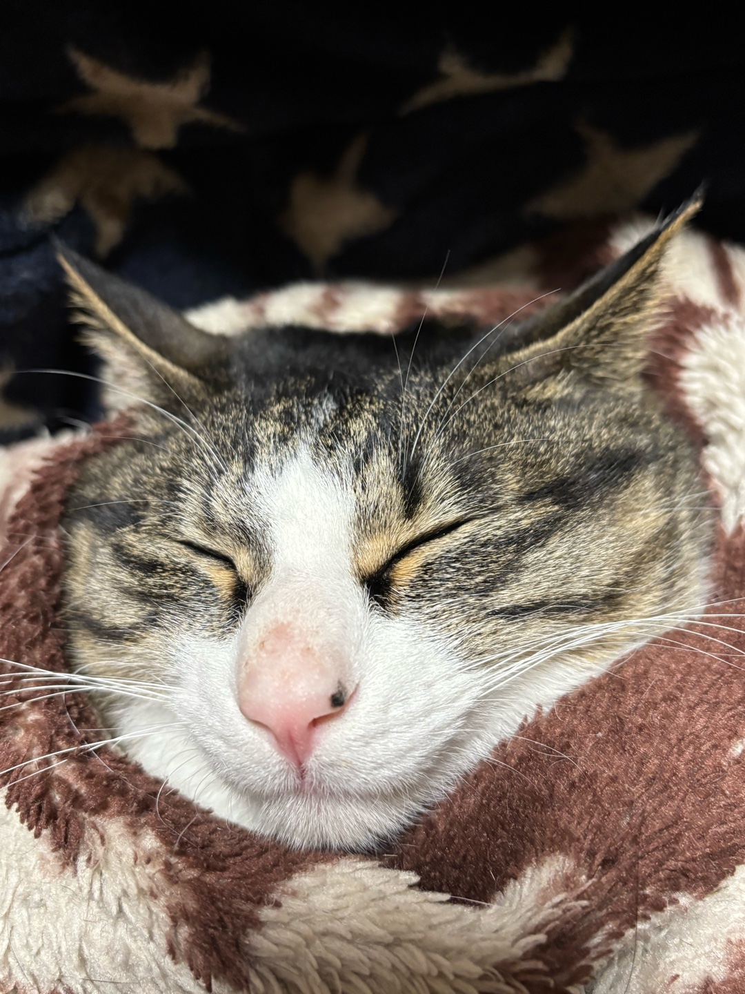 猫を飼われてる方に質問です