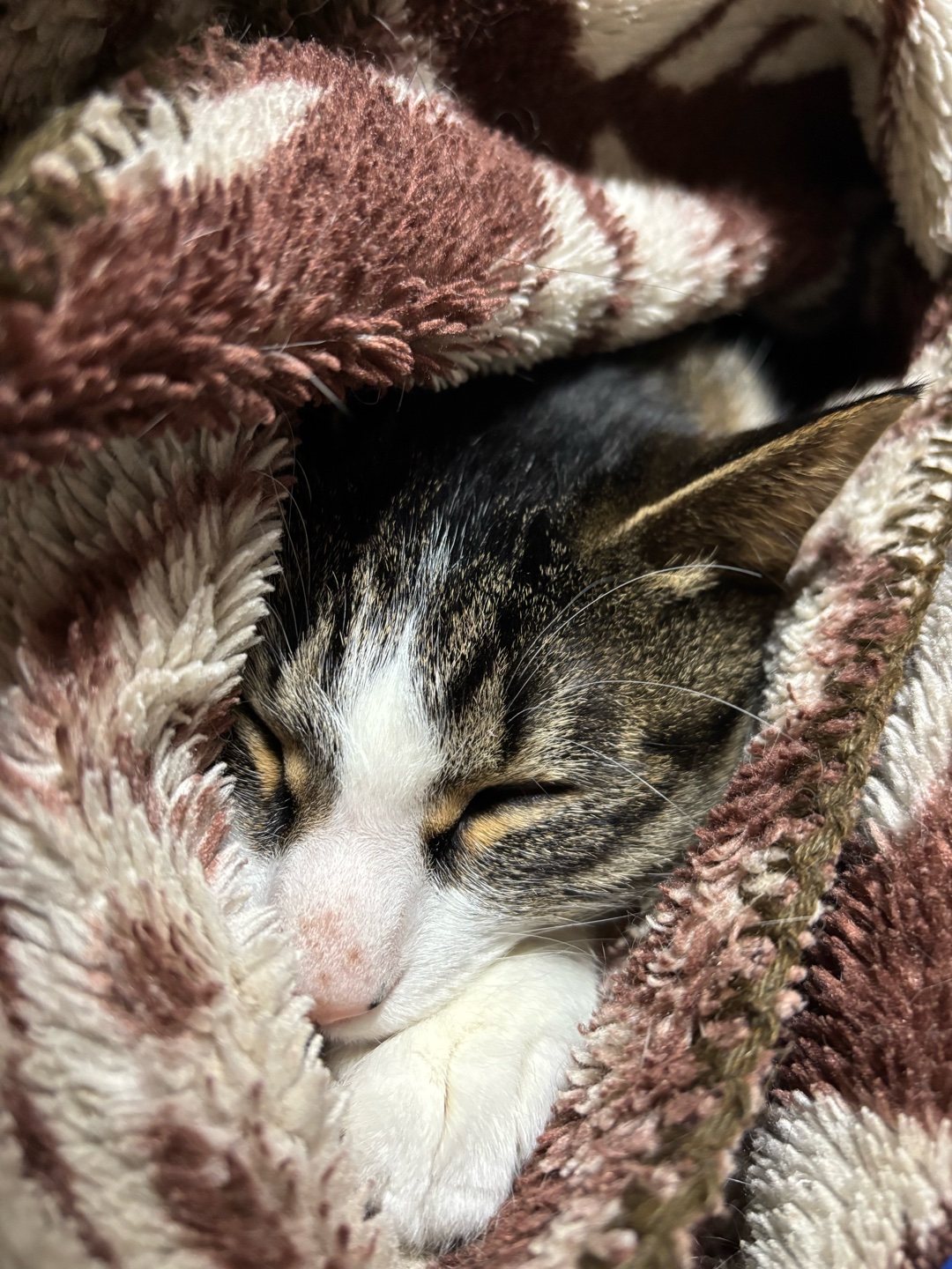 猫を飼われてる方に質問です