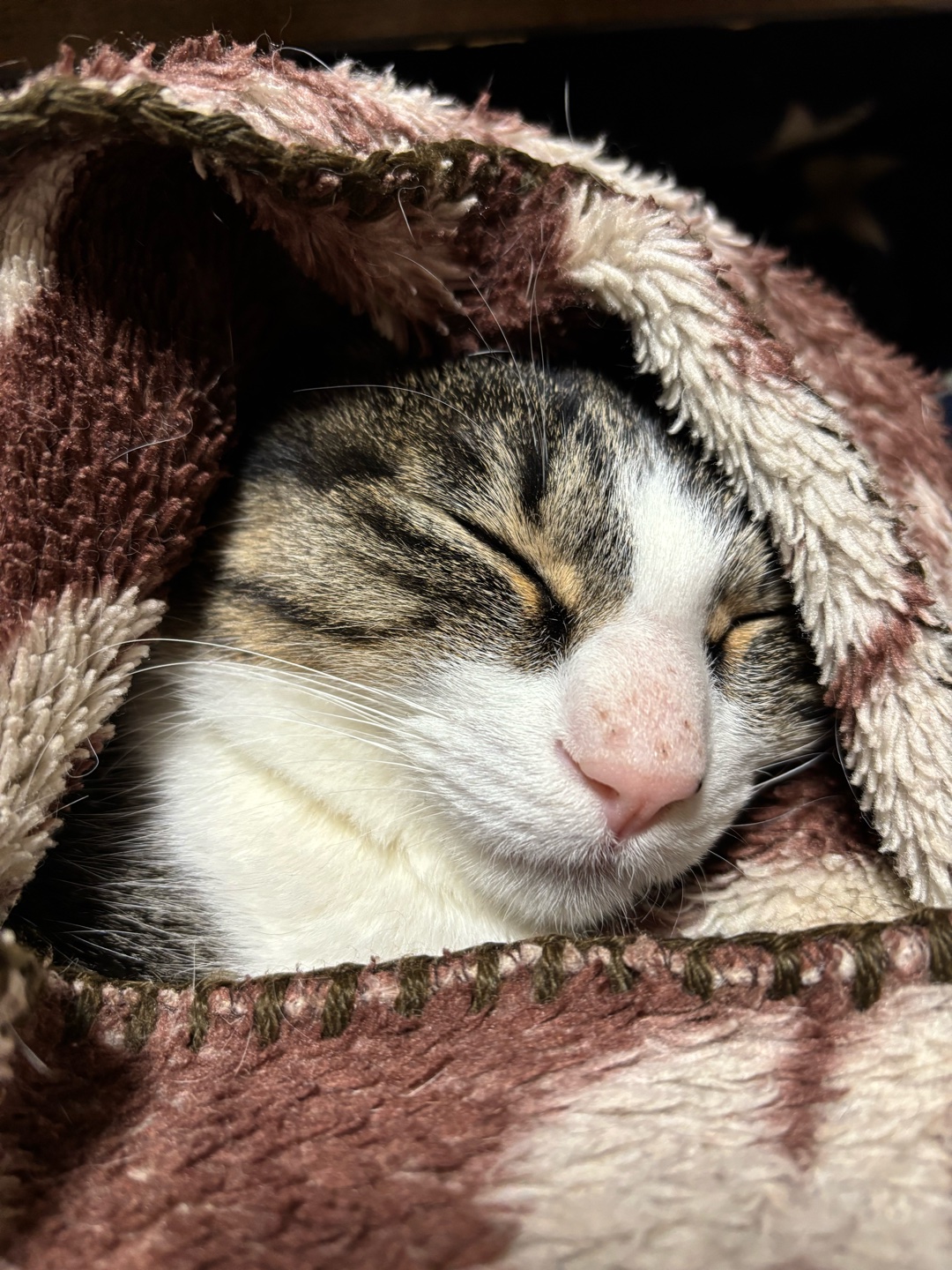 猫を飼われてる方に質問です