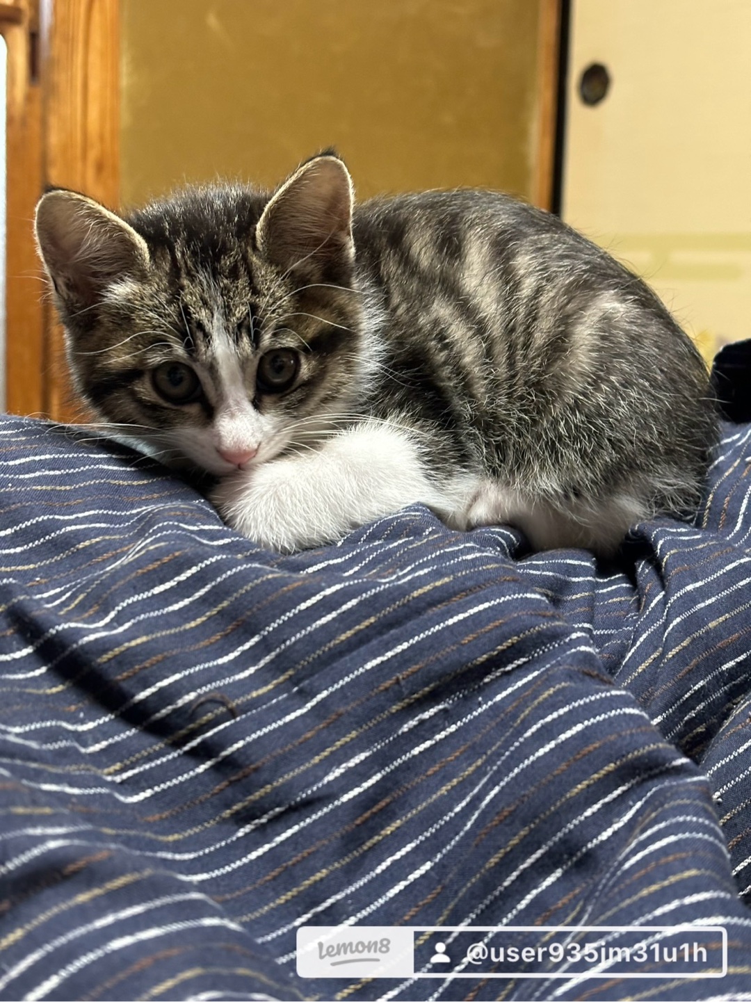 猫を飼われてる方に質問です