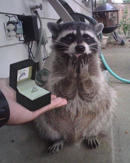 写真で一言🦝