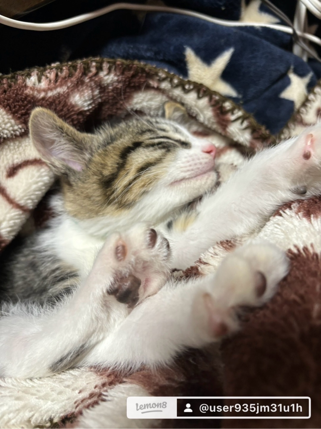 猫を飼われてる方に質問です