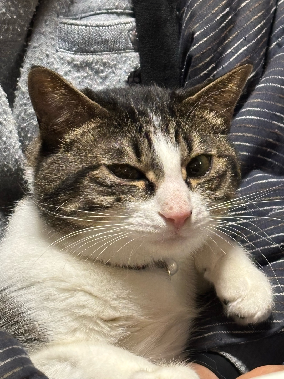 猫を飼われてる方に質問です