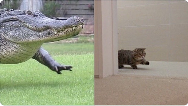 [写真で一言]🐈🐊