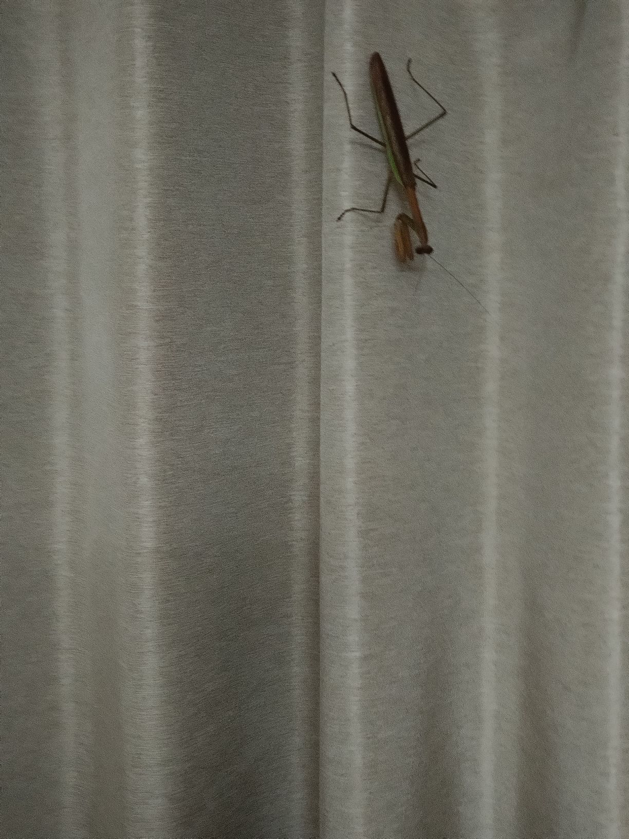 このカマキリが思っていることを教えてください