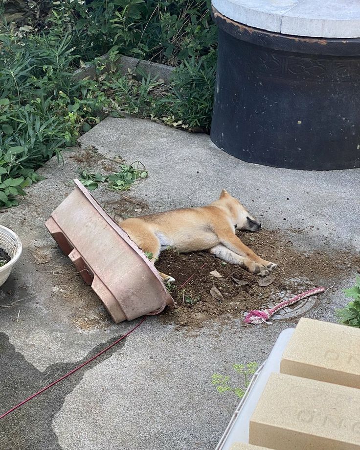 【画像で一言】犬…