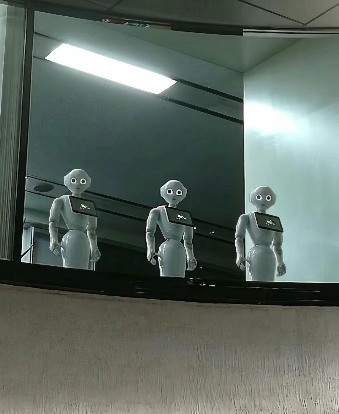 [画像で一言]ペッパー×3