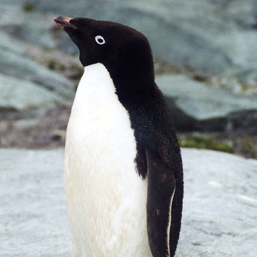 アデリーペンギン