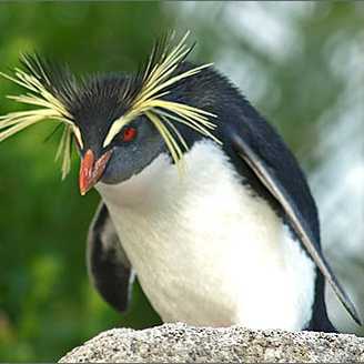 イワトビペンギン