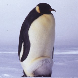 エンペラーペンギン