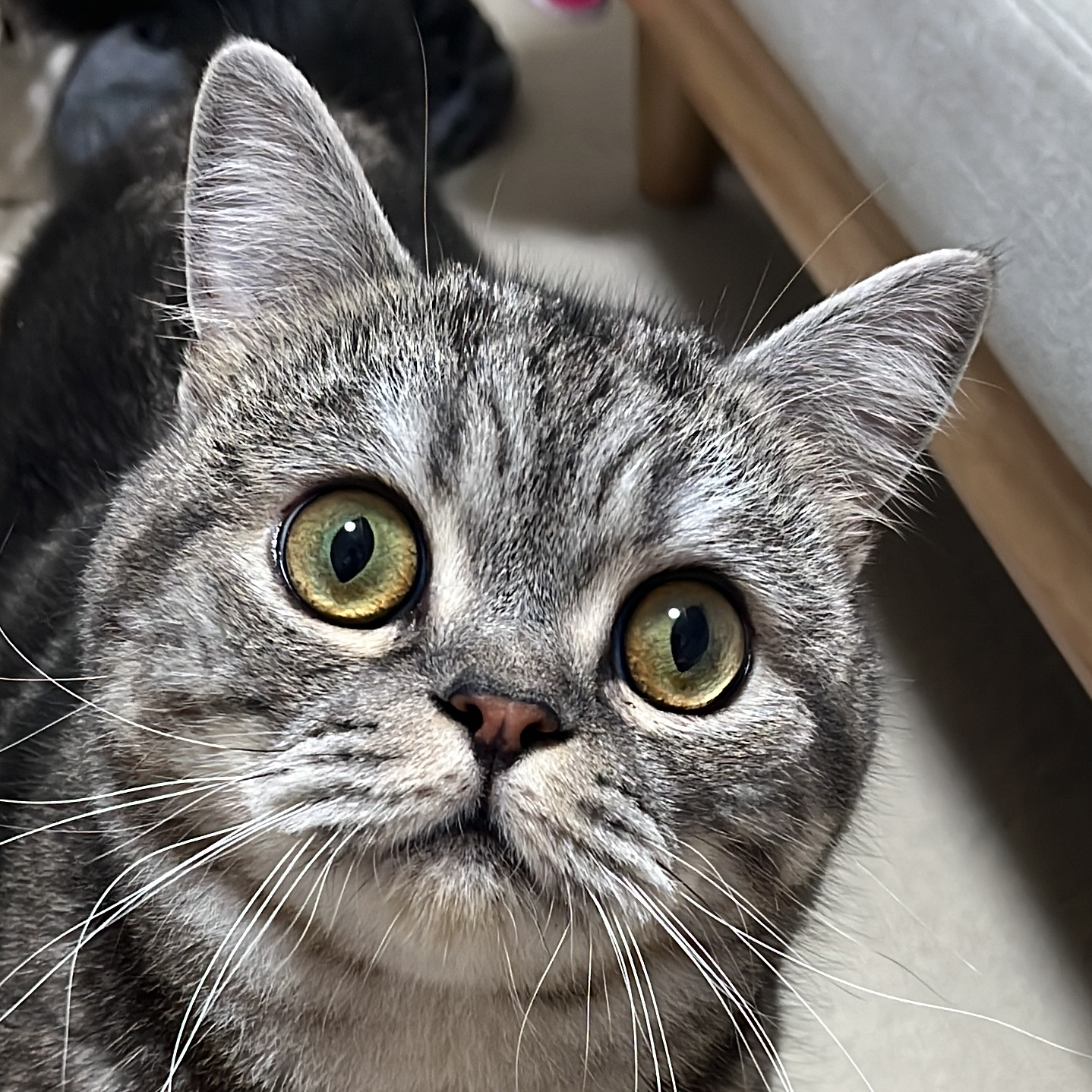 よしおは可愛い