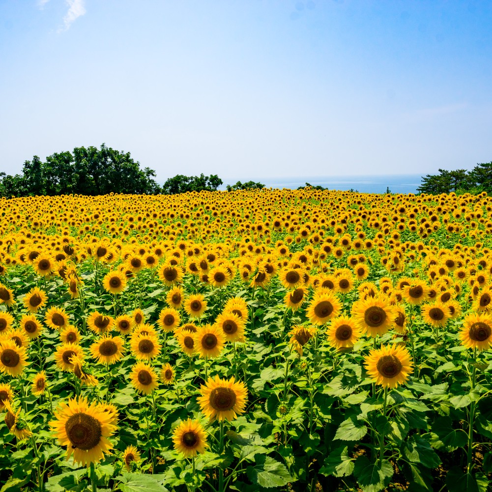 暑くないと思う