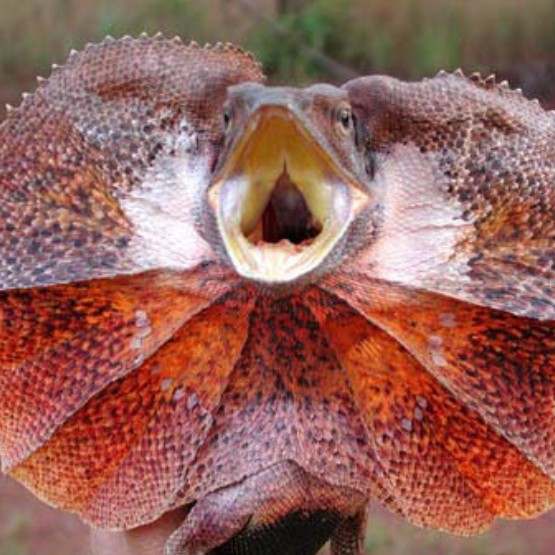 あるけど、使わなーい！