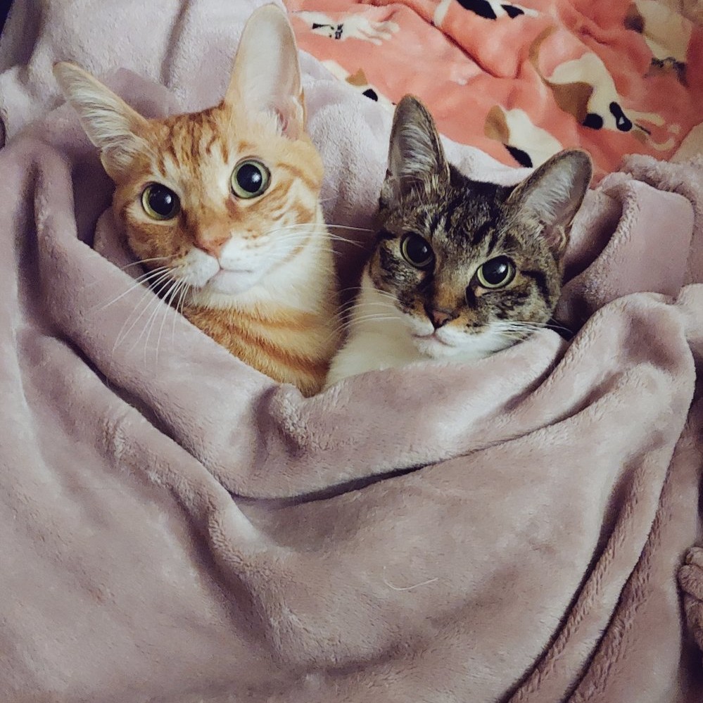 アレルギーあるけど共存してる🐱