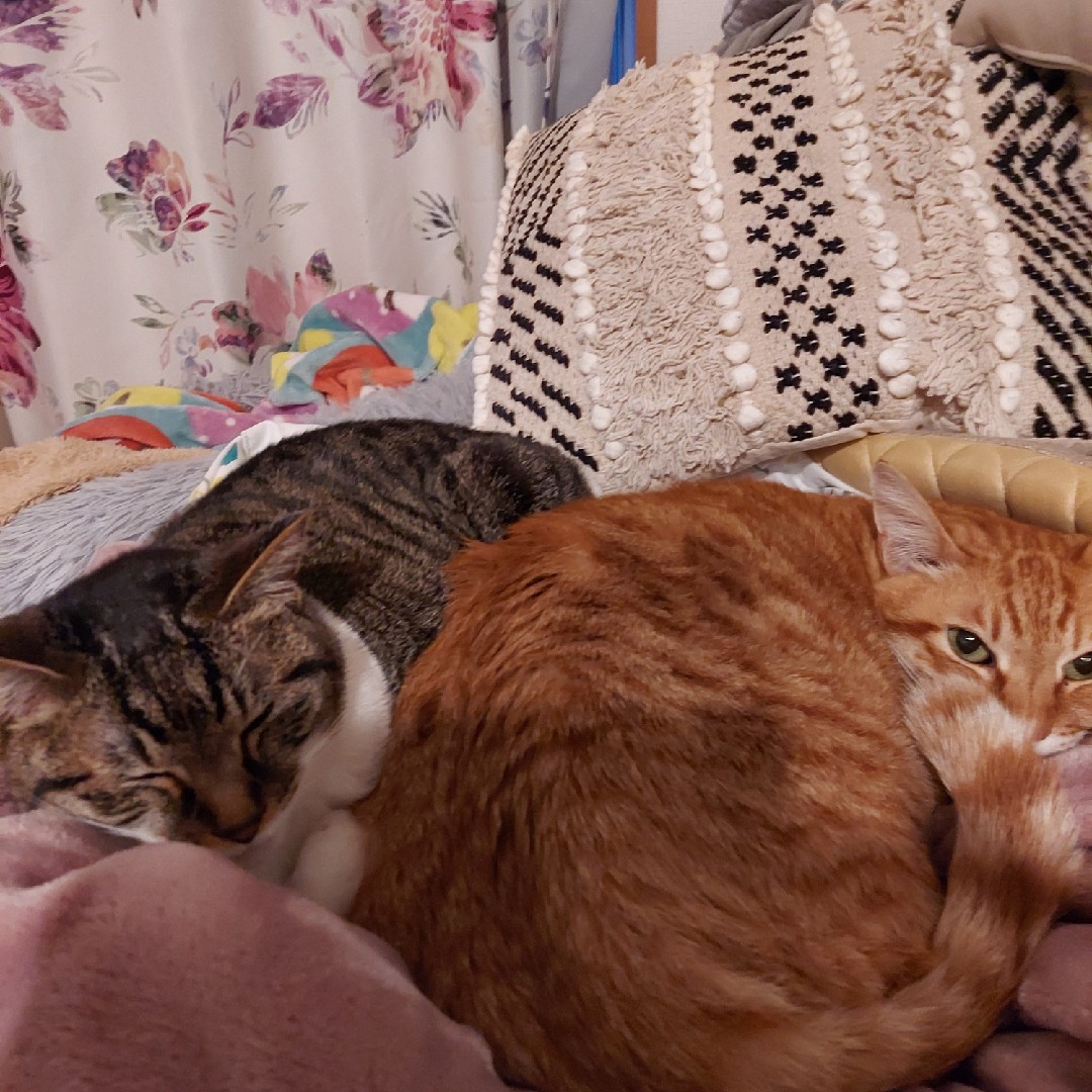 アレルギー持ちで飼えない🥲︎