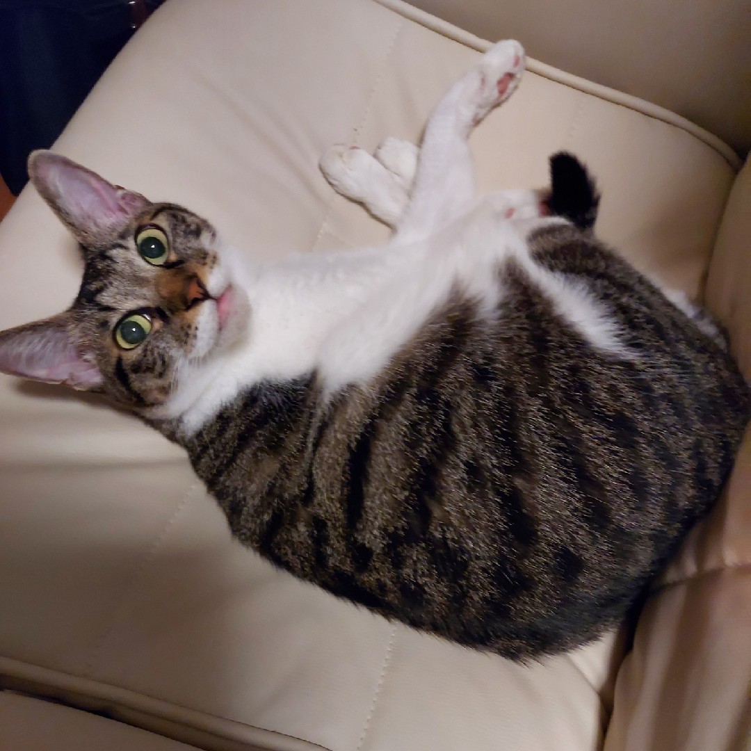 アレルギー無くて飼い猫吸い放題！