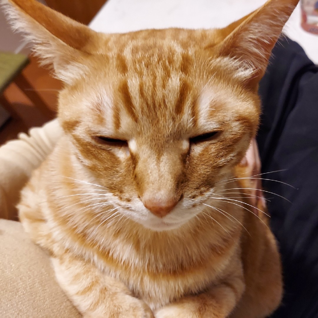 アレルギーないけど飼ってない☺️