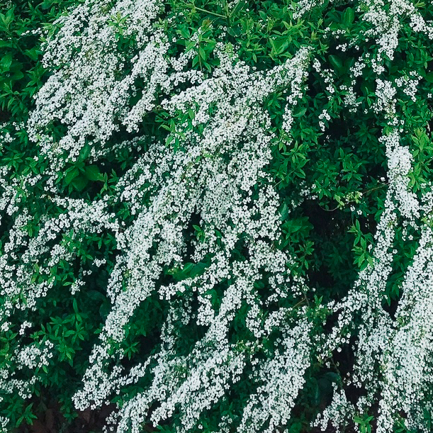 雪柳(ゆきやなぎ、春のお花)