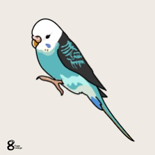 鳥類(インコ、オウム等)