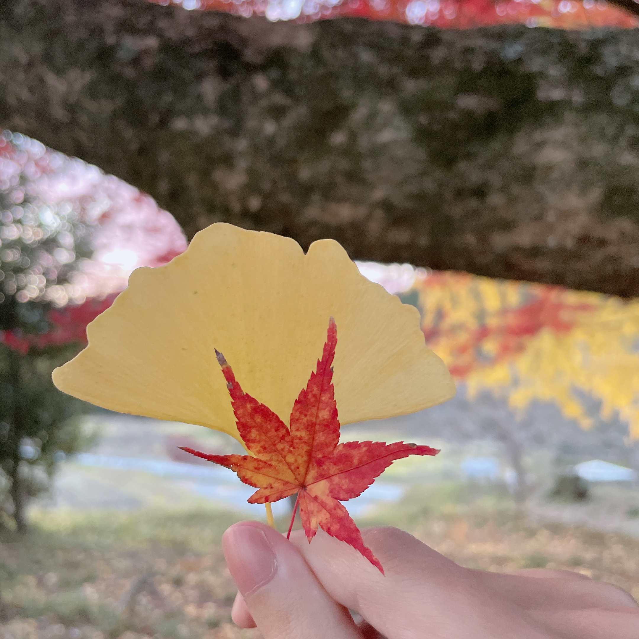 アプリを通して撮影