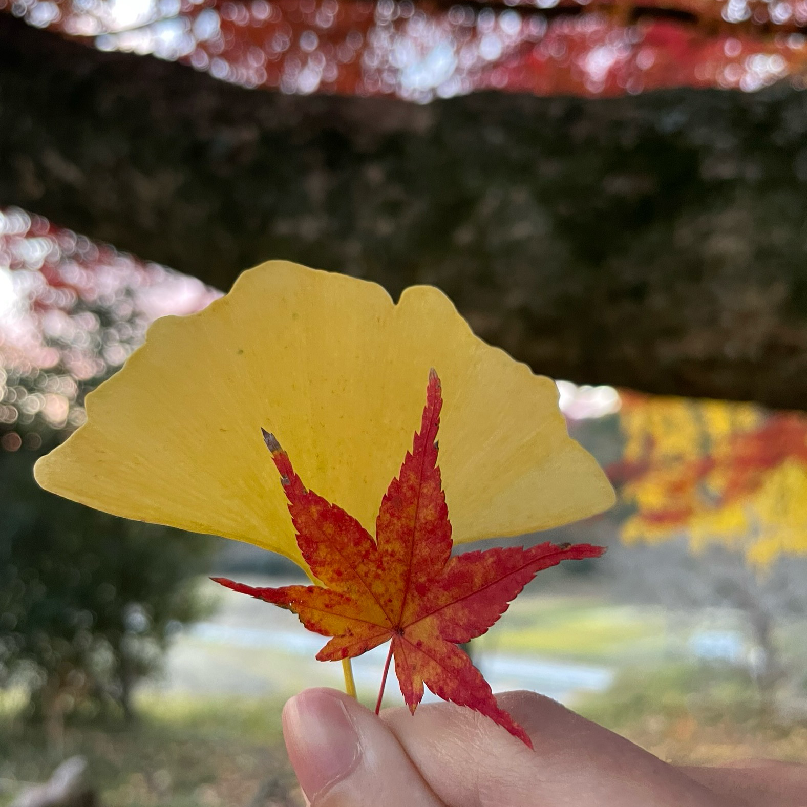 iPhoneのカメラ撮影