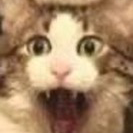 謝った方がいい