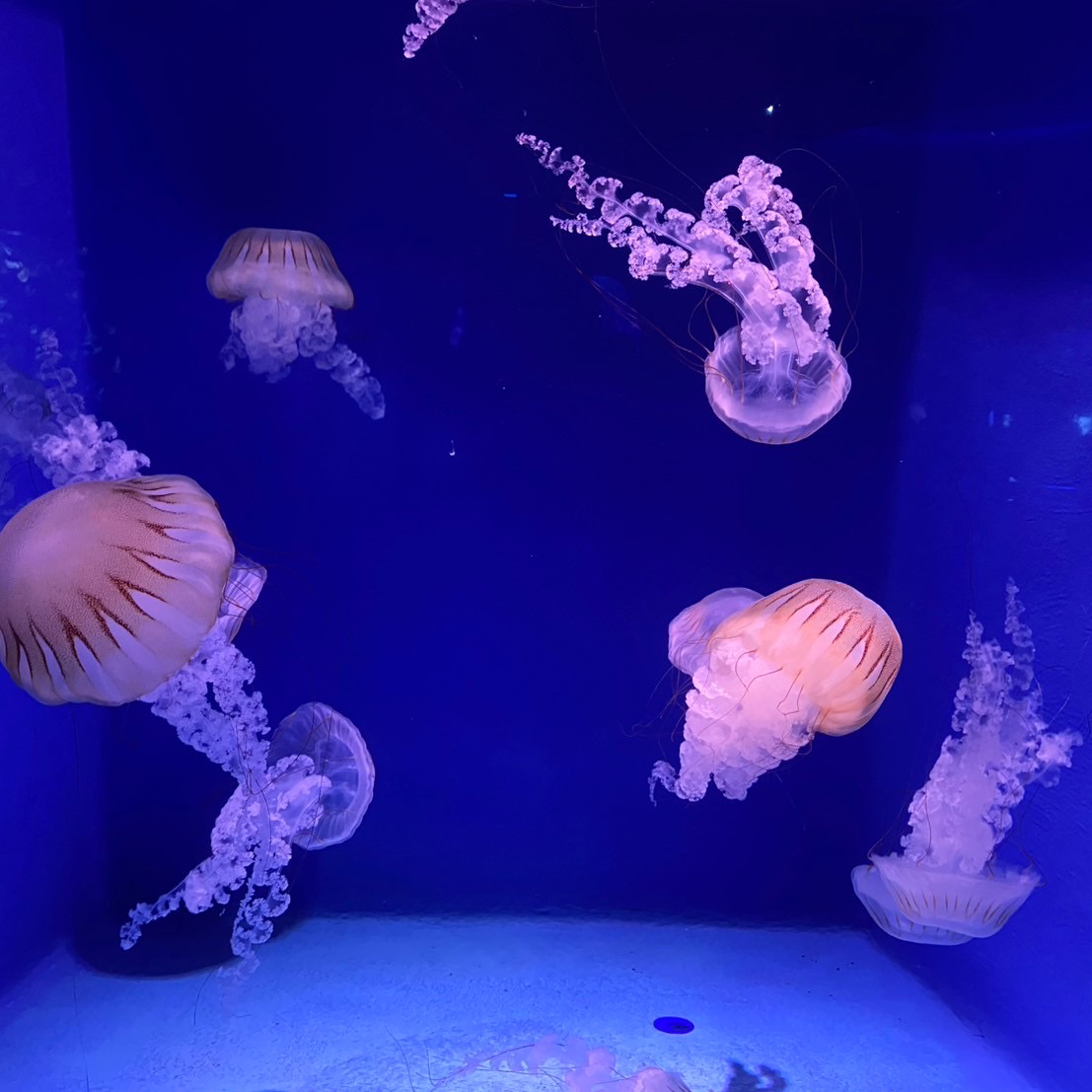 タンポンして、はいる