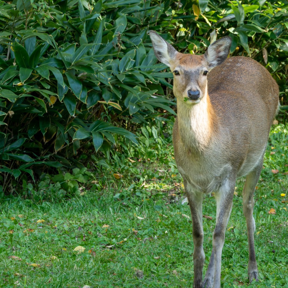 PS5買ってもやる時間無さそう…