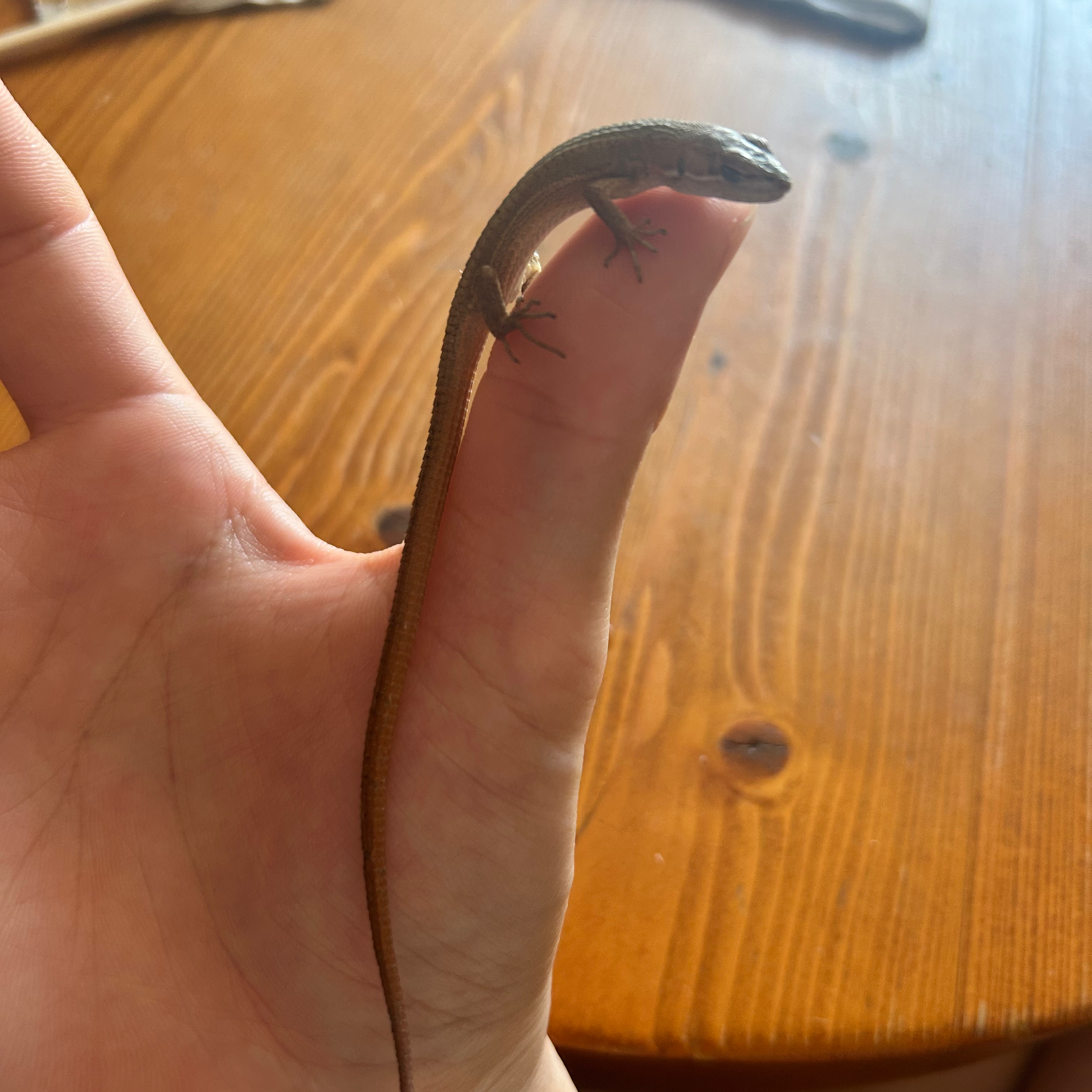 モンハン以外にもオモロイのあるデ