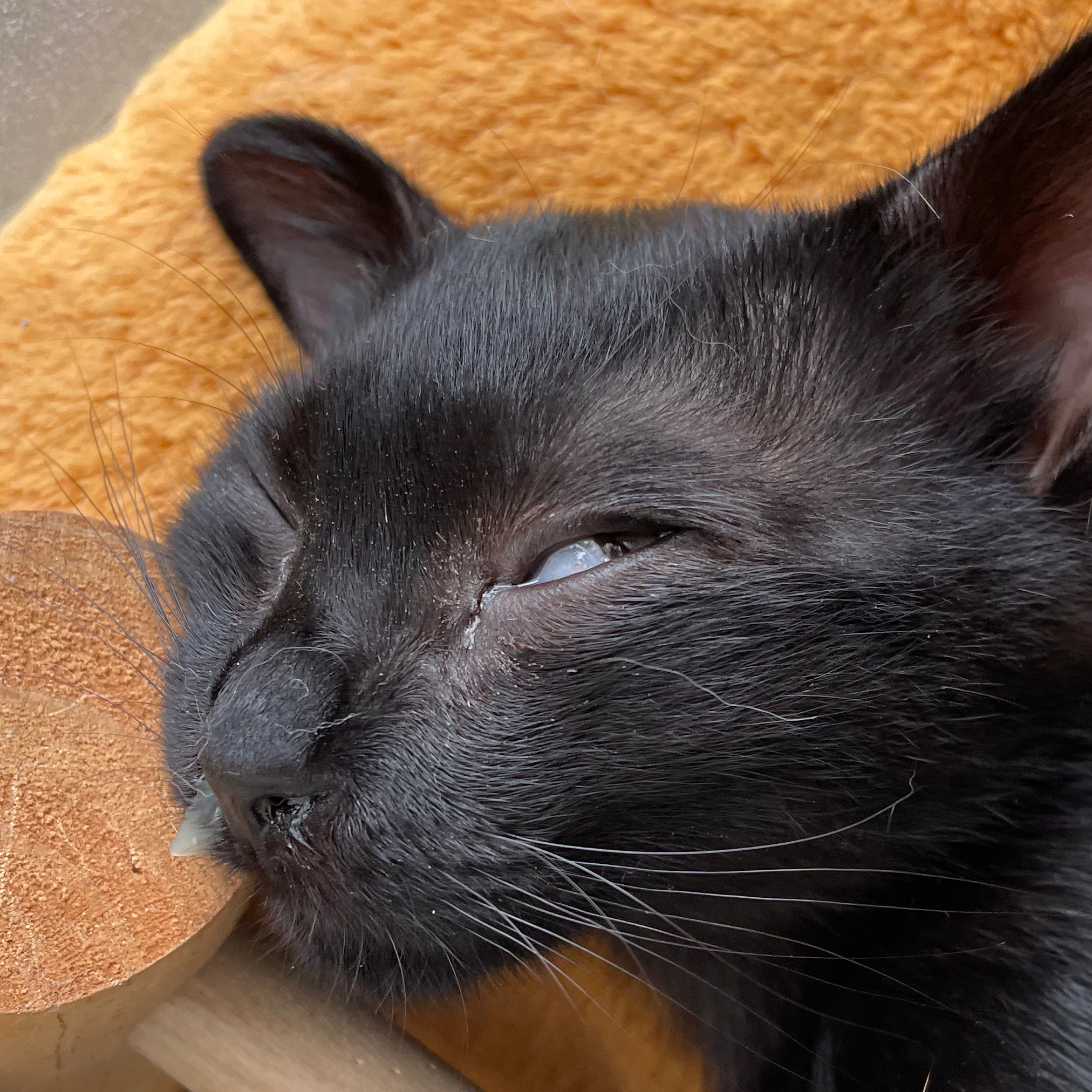 お札とカード入ればOK！