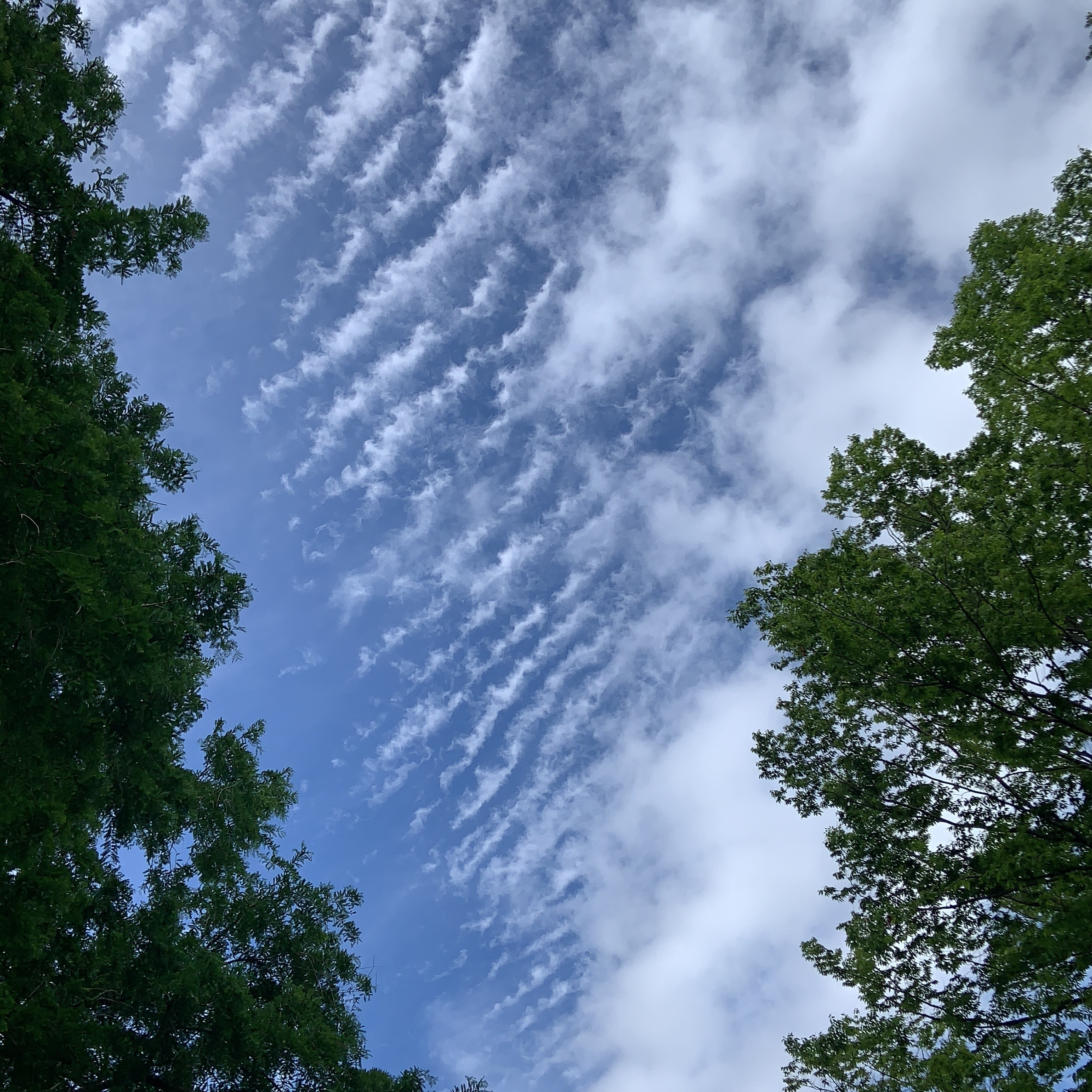 ADHDとHSP持ち精神病枠