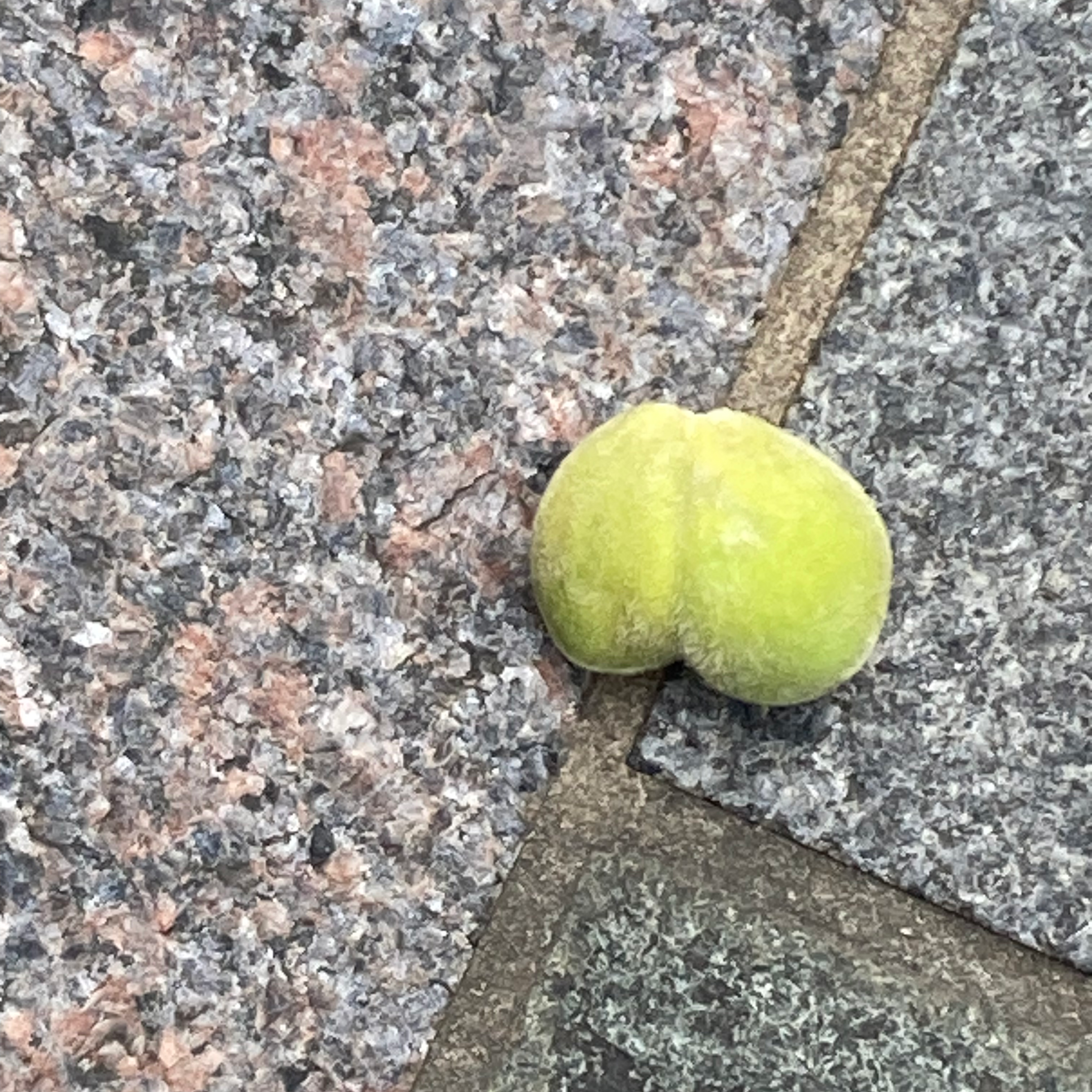 毎日ストレッチ&筋膜ローラー