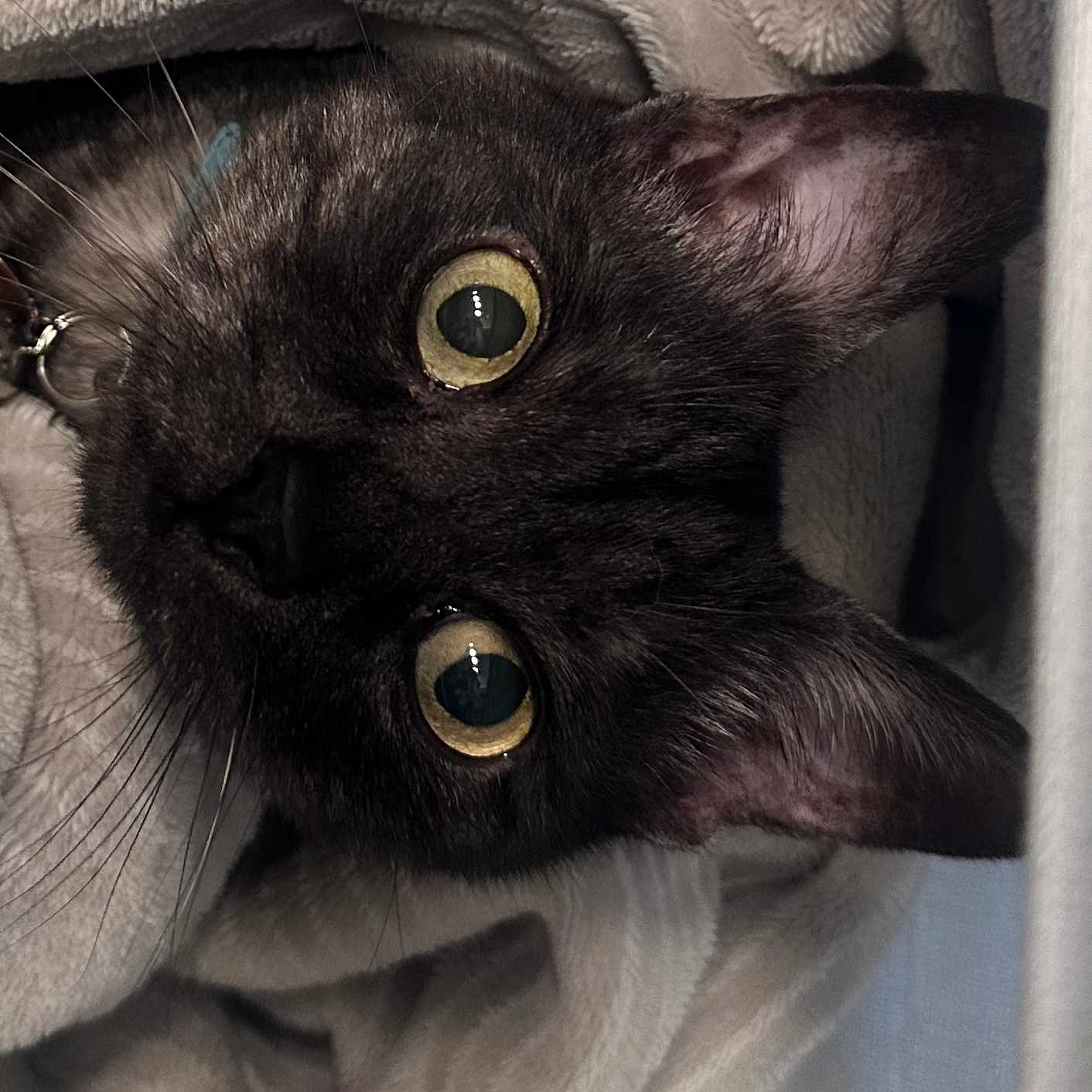 その他（閲覧用）