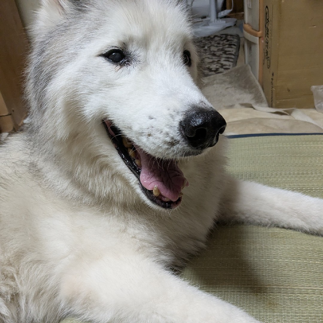 ワンニャンの日々の暮らし
